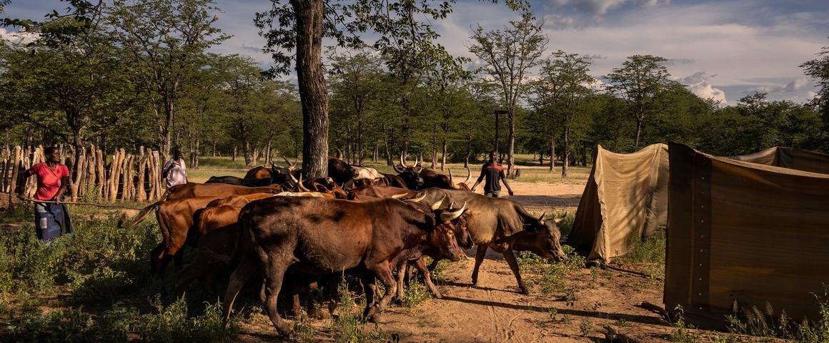 Livestock in the Kavango-Zambèze transboundary conservation area © B. Stirton-Getty Images for FAO, Cifor, CIRAD, WCS